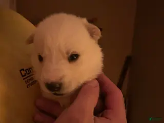 Gerberian Shepsky dogs (Black collar) Gerberian Shepsky Puppy 1 - Ad 21