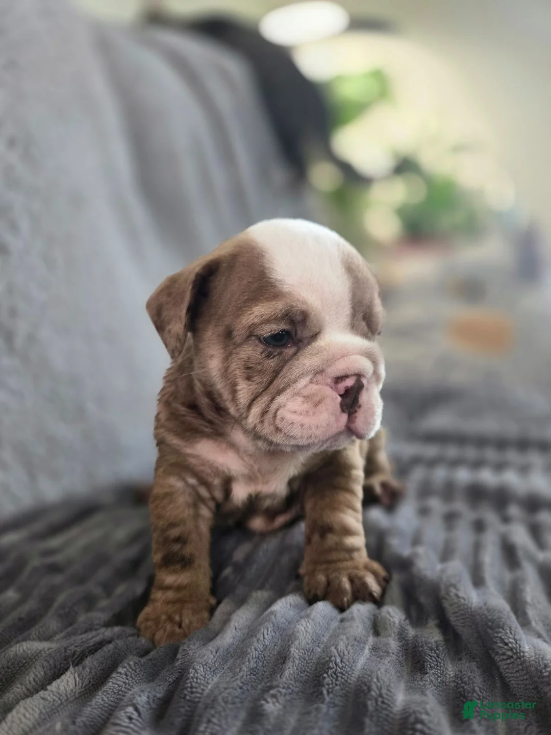 English Bulldog dogs for sale: Bella - Ad 2