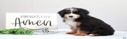 Mini Bernedoodle dogs for sale: Dakota - Ad 6
