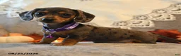 Dachshund dogs for sale: Pansy - Ad 4