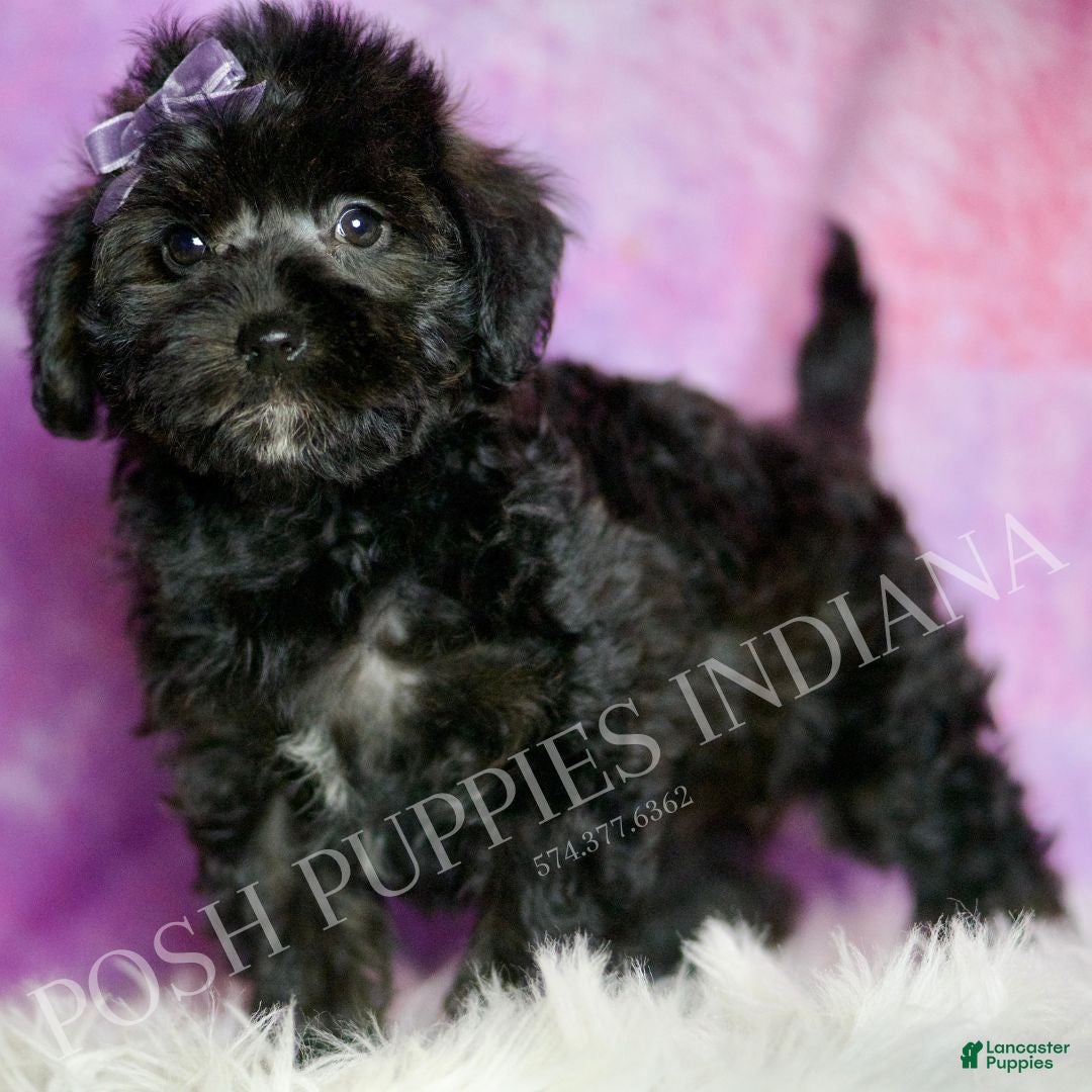 Mixed Breed dogs Razzle - Ad 10