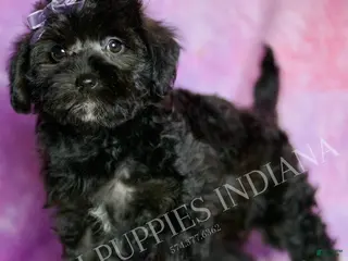 Mixed Breed dogs Razzle - Ad 10