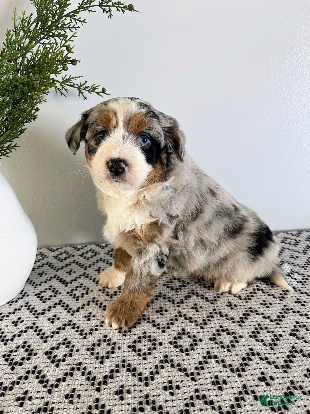 Mini Aussiedoodle dogs for sale: Barkley - Ad 4