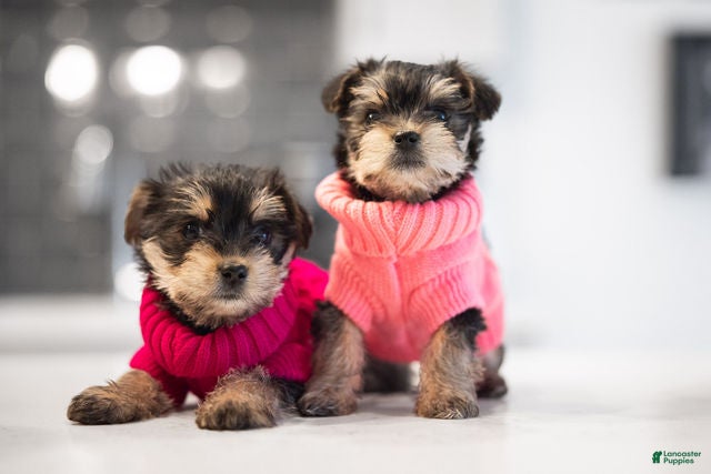 Mixed Breed dogs Mixed Breed Puppy 3 - Ad 2