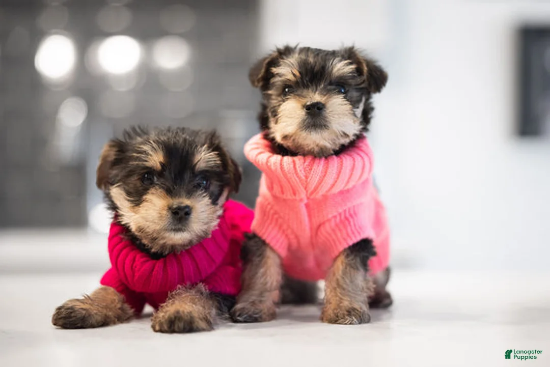 Mixed Breed dogs for sale: Mixed Breed Puppy 3 - Ad 2