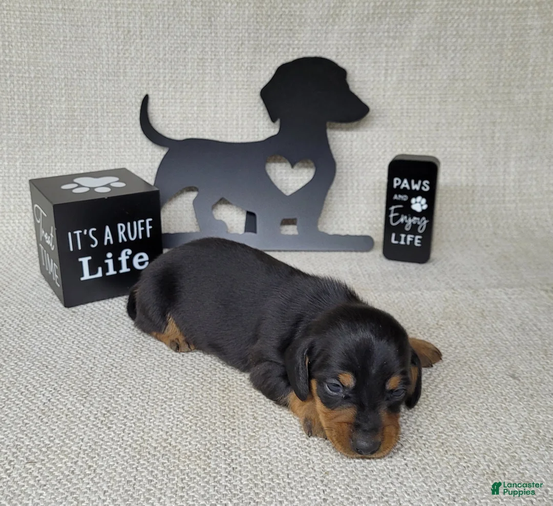 Miniature Dachshund dogs for sale: Saul AKC - Ad 6