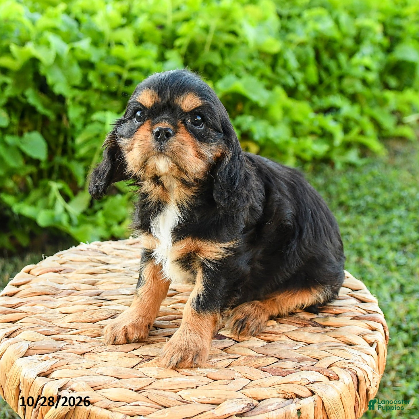 Cavalier King Charles Spaniel dogs for sale: Shane - Ad 2