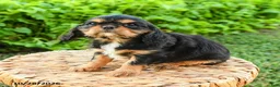 Cavalier King Charles Spaniel dogs for sale: Shane - Ad 2