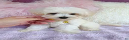 Maltipoo dogs for sale: 💛 Fluffy 💛 - Ad 7