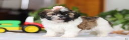 Shih Tzu dogs for sale: Nora - Ad 3