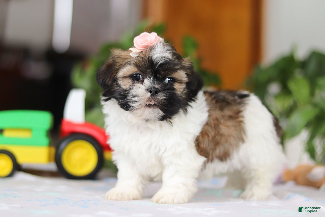 Shih Tzu dogs for sale: Nora - Ad 3