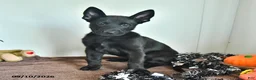Belgian Malinois dogs for sale: Lupin - Ad 4