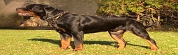 Rottweiler dogs for sale: Dolly - Ad 4