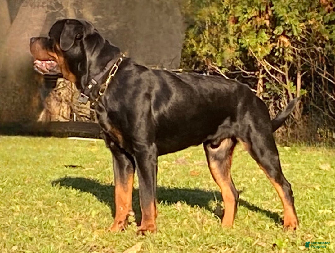 Rottweiler dogs for sale: Dolly - Ad 4
