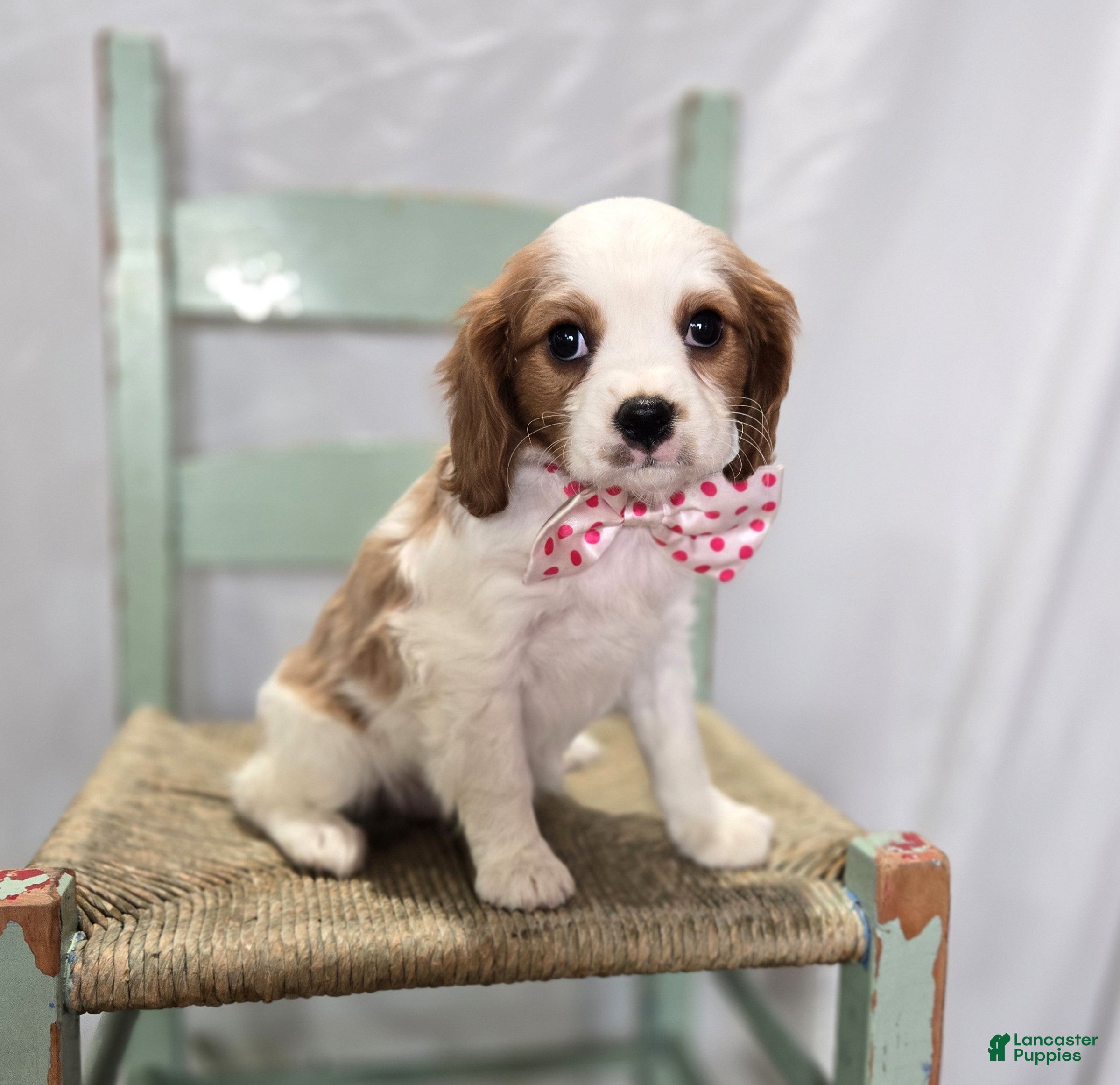 Cavalier King Charles Spaniel dogs for sale: Cassie - Ad 1