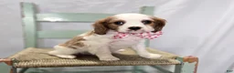 Cavalier King Charles Spaniel dogs for sale: Cassie - Ad 1