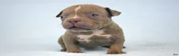 American Bully dogs for sale: Lilac Male - Ad 1