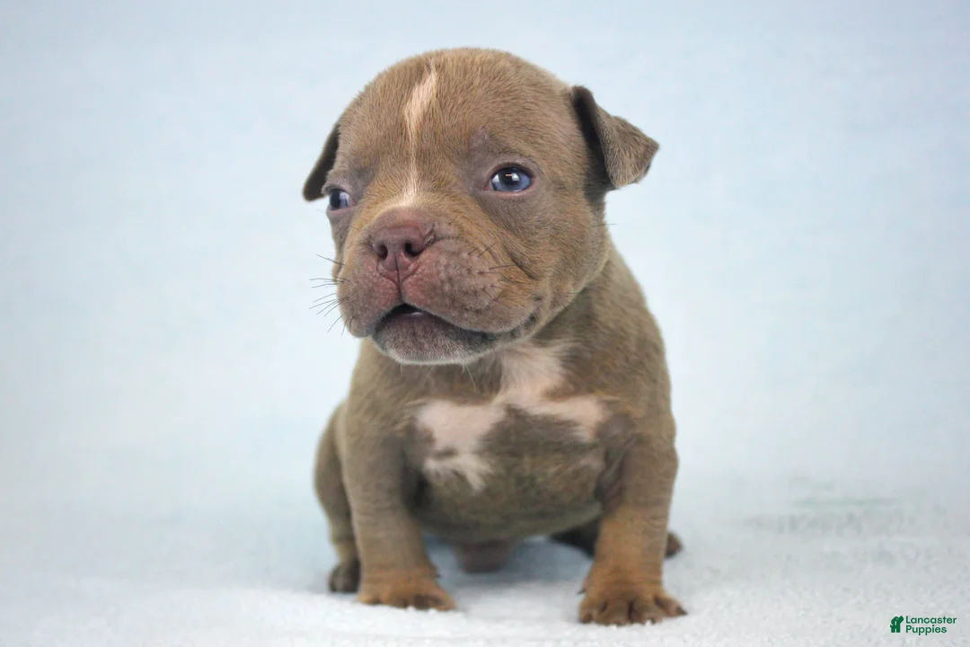 American Bully dogs for sale: Lilac Male - Ad 1