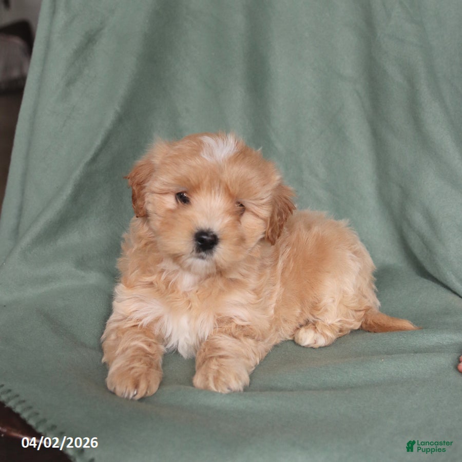 Maltipoo dogs Hazel - Ad 1