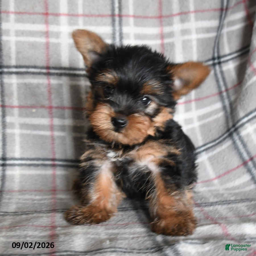 Yorkshire Terrier dogs Dumpling - Ad 1