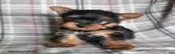 Yorkshire Terrier dogs for sale: Dumpling - Ad 1