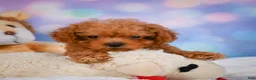 Cavapoo dogs for sale: Dan - Ad 5