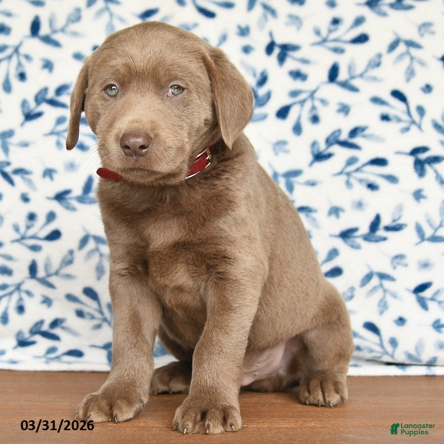 Labrador Retriever dogs Gage - Ad 2