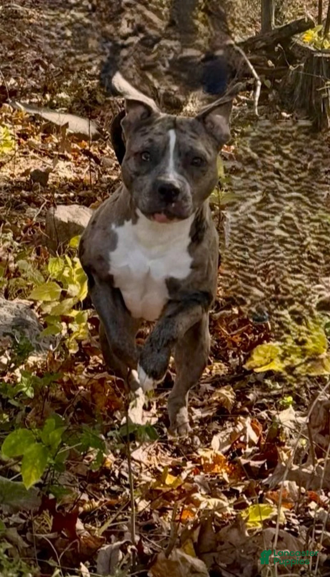 Mixed Breed dogs for sale: Nipper - Ad 17