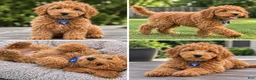 Mini Goldendoodle dogs for sale: Jo jo - Ad 1