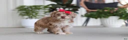 Havapoo dogs for sale: Claire - Ad 1