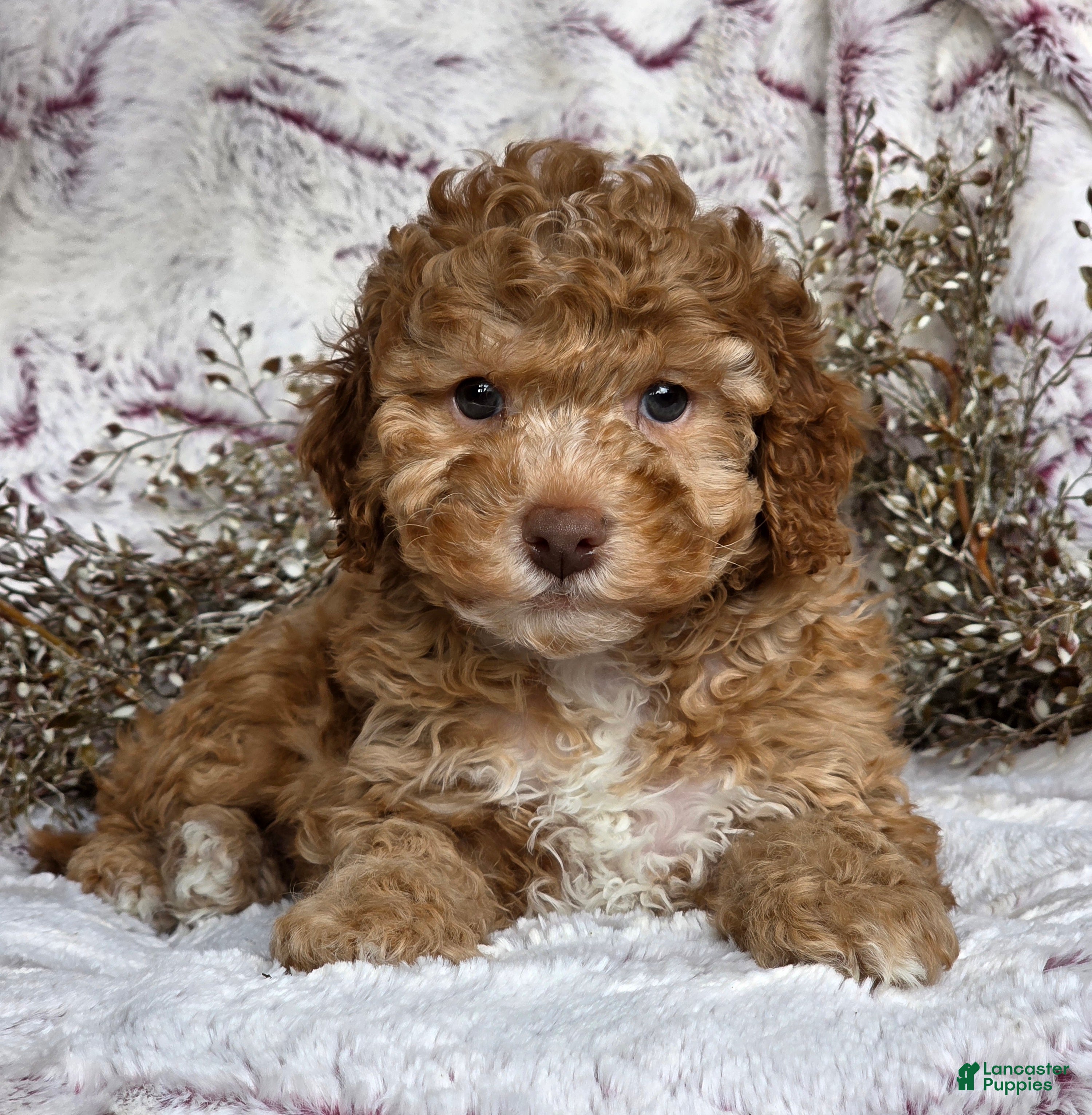 Cockapoo dogs Nero - Ad 26