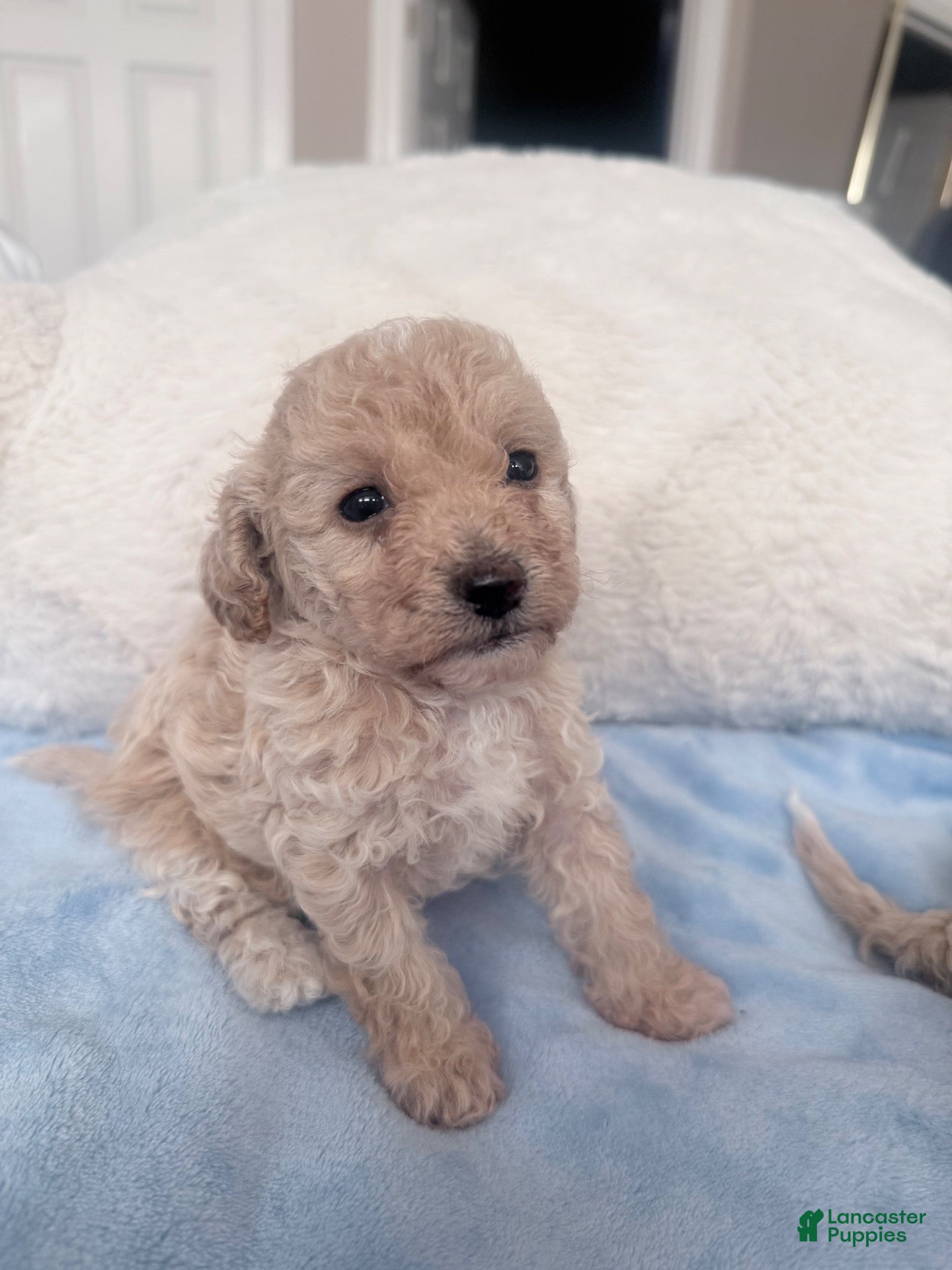 Mini Goldendoodle dogs Mini Goldendoodle 2 - Ad 1