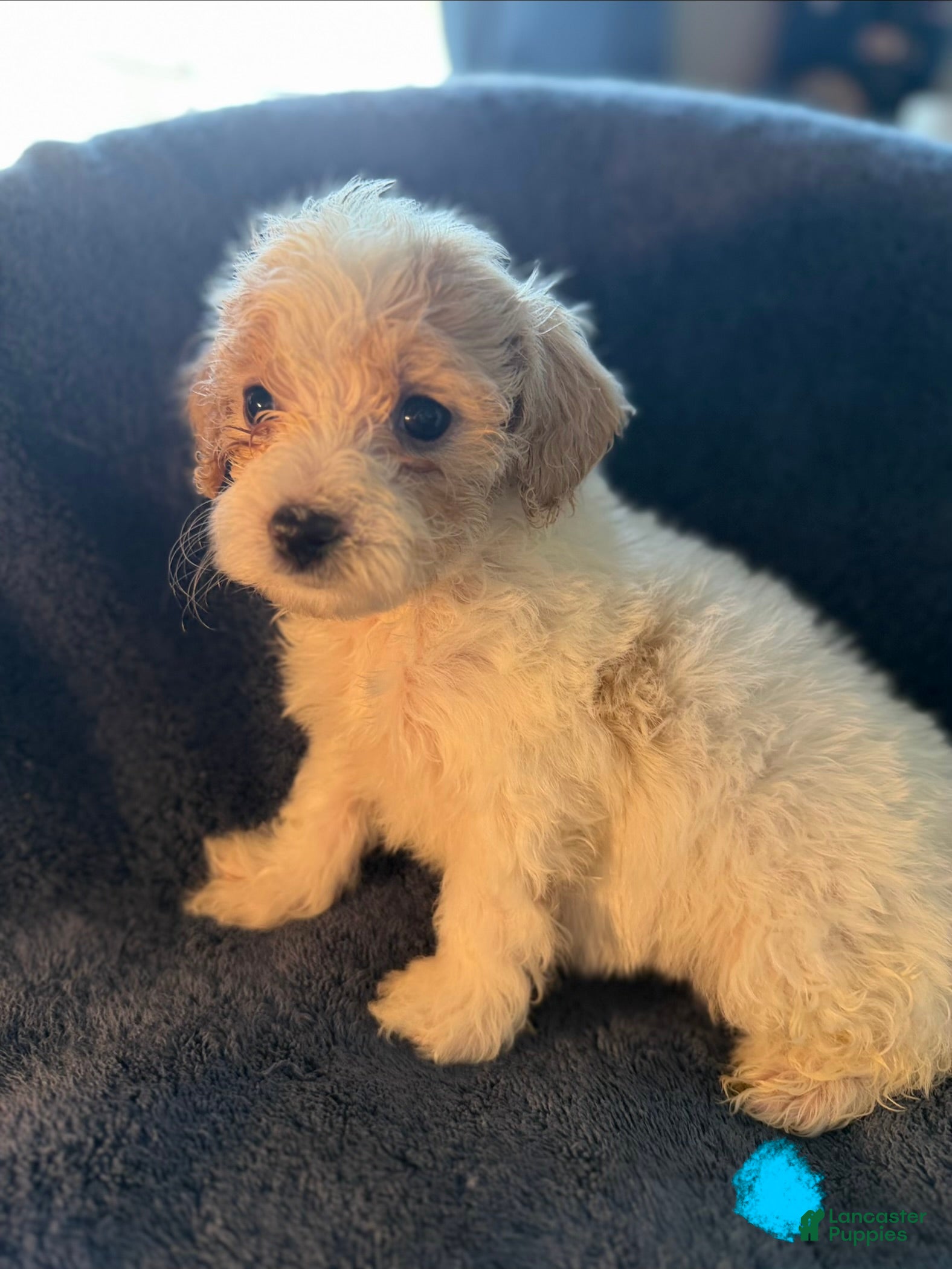 Havapoo dogs Louie - Ad 36