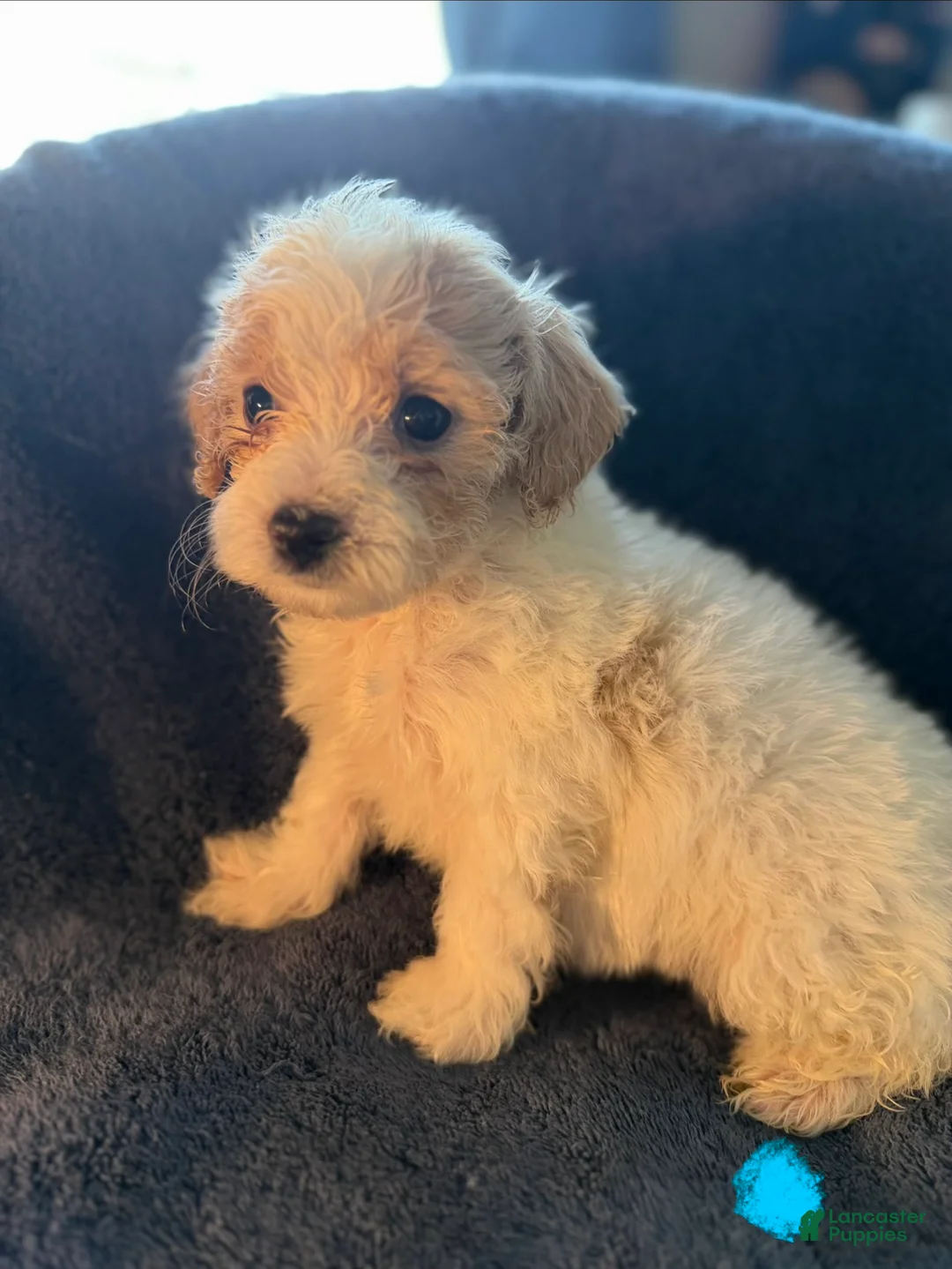 Havapoo dogs for sale: Louie - Ad 1