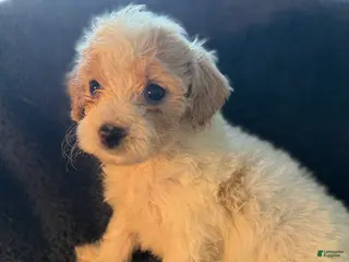 Havapoo dogs Louie - Ad 36