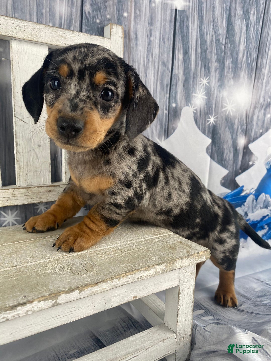 Miniature Dachshund dogs for sale: Teddy - Ad 2
