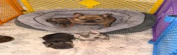 French Bulldog dogs for sale: Harvey Dent - Ad 11