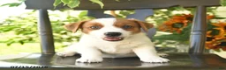 Jack Russell Terrier dogs for sale: Prince   - Ad 3