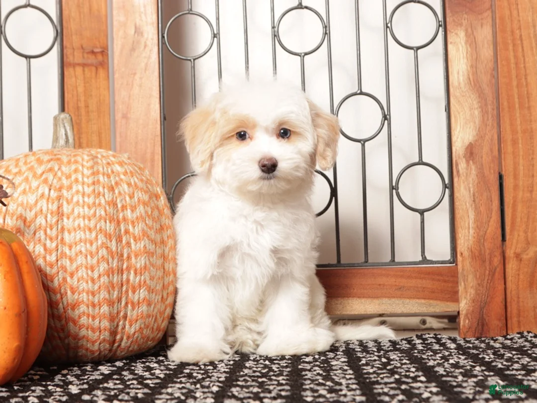 Maltipoo dogs for sale: Tinkerbell- Female Maltipoo - Ad 1