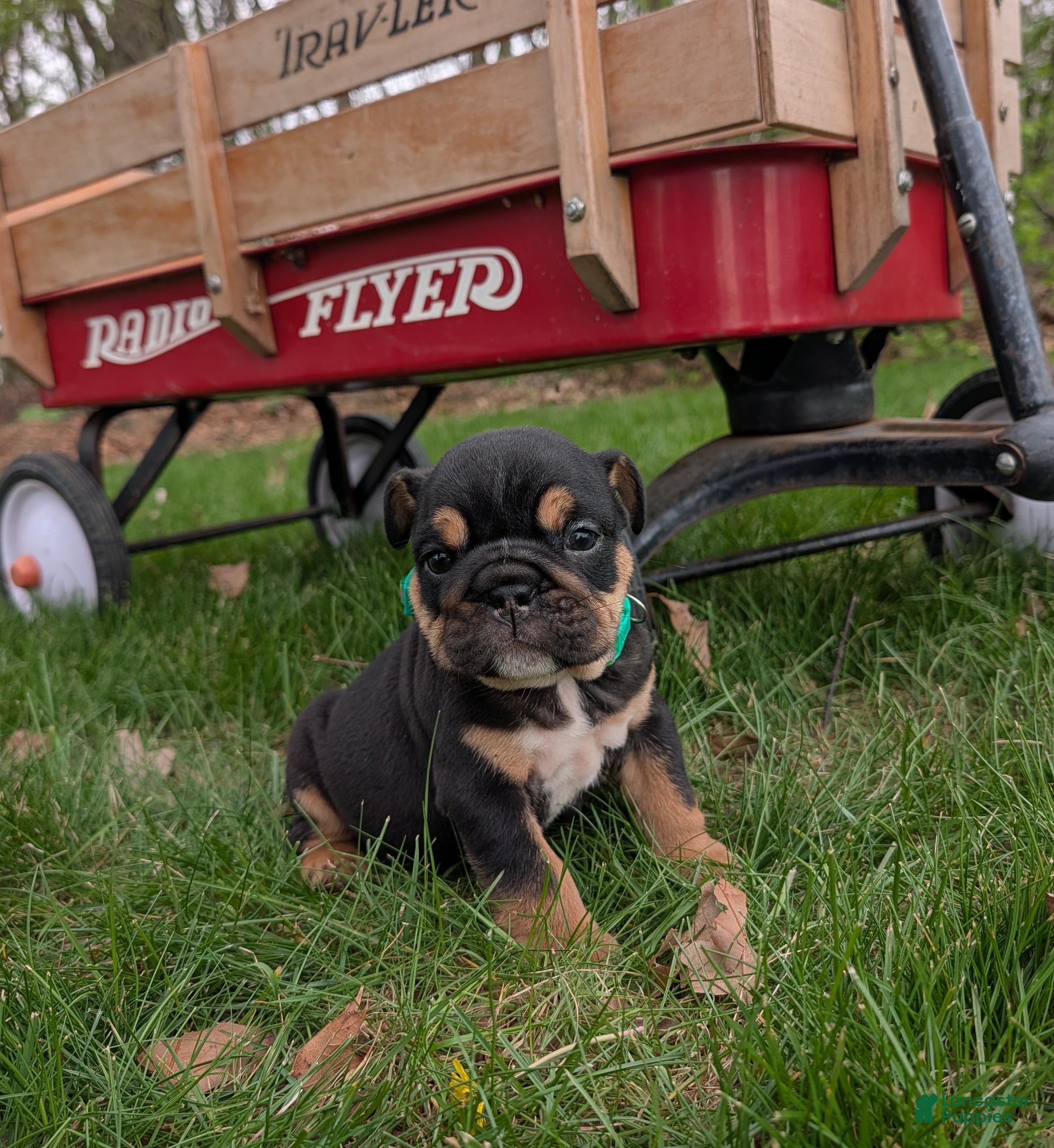 English Bulldog dogs Thatcher - Ad 1