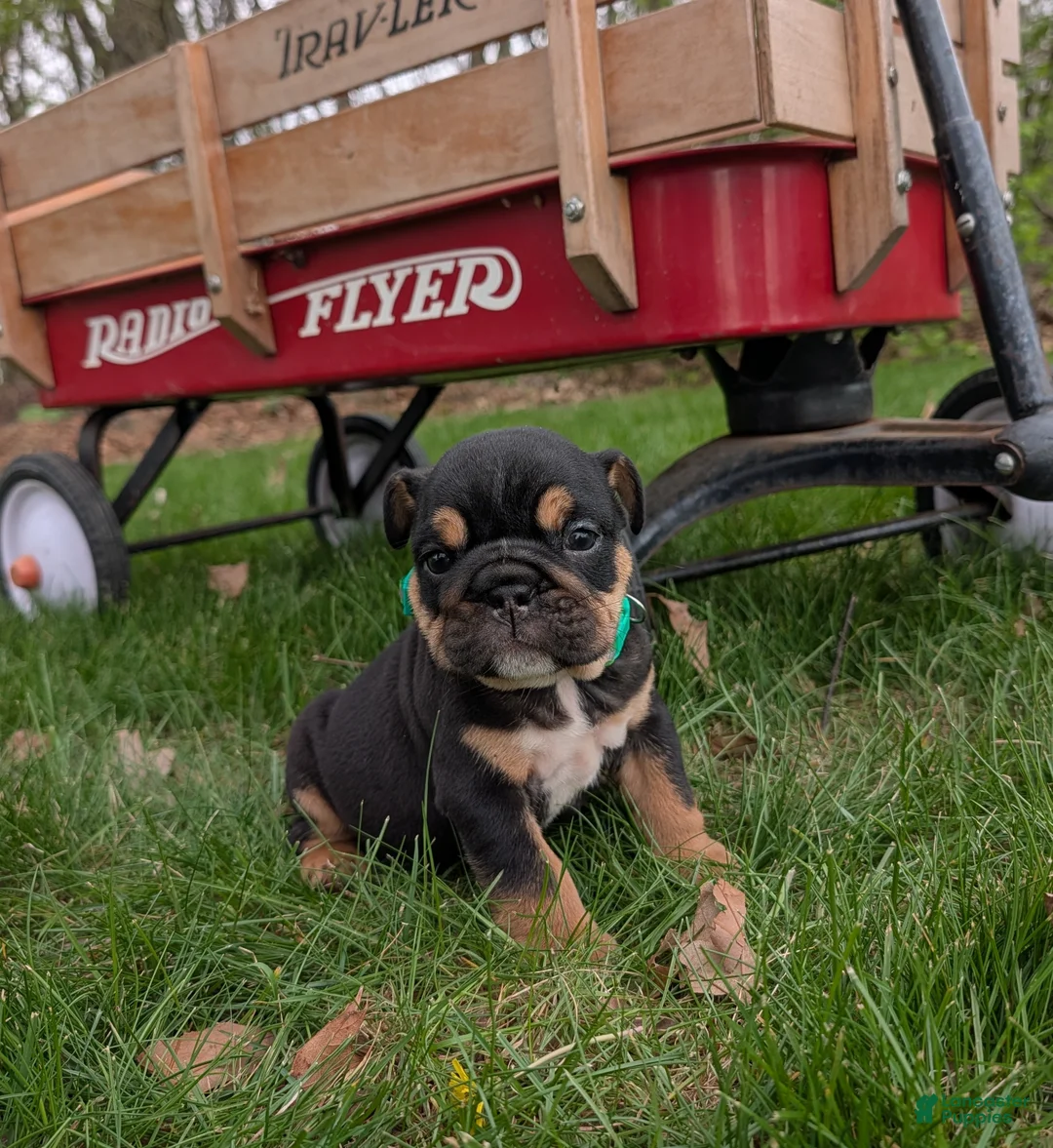 English Bulldog dogs for sale: Thatcher - Ad 1