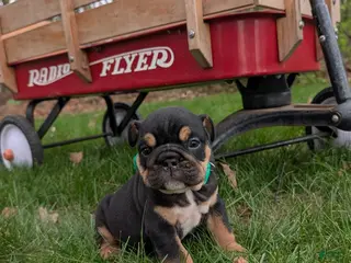 English Bulldog dogs for sale: Thatcher - Ad 4