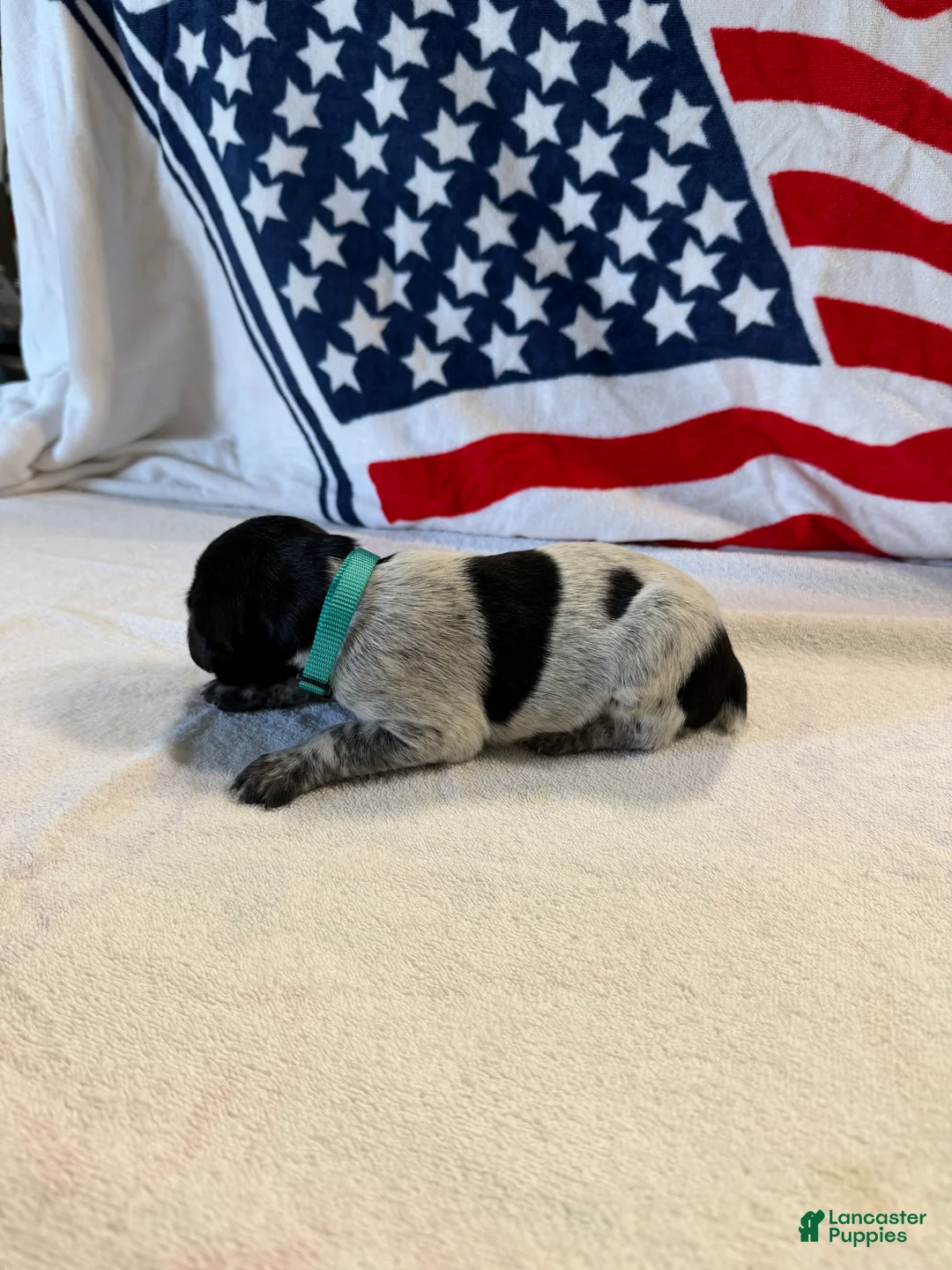 German Shorthaired Pointer dogs for sale: German Shorthaired Pointer 3 - Ad 2