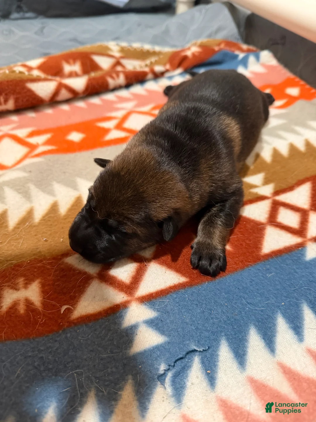 German Shepherd dogs for sale: Spade - Ad 2