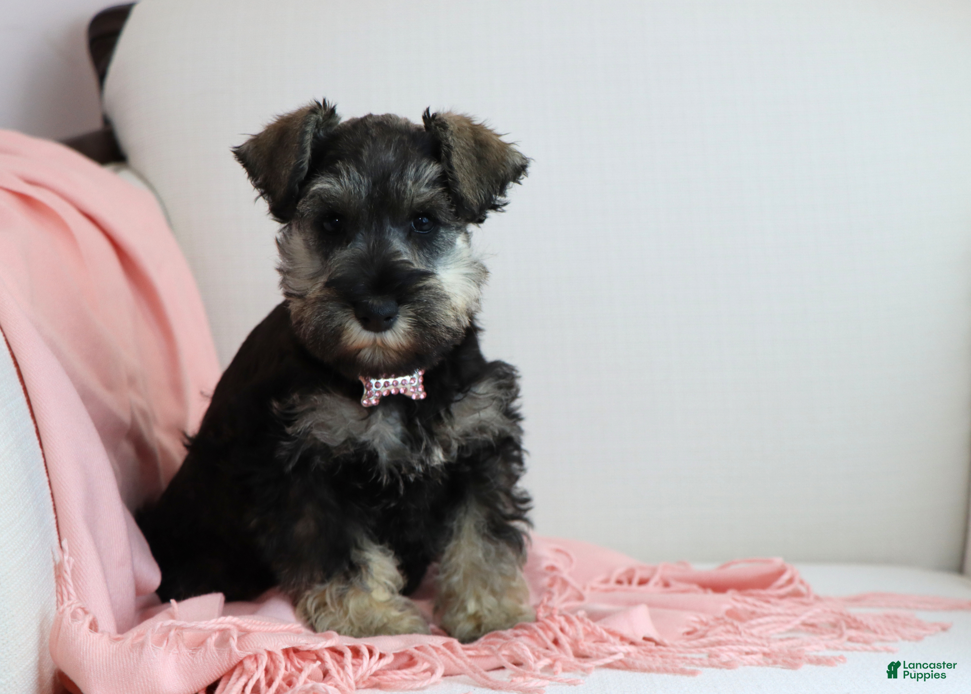 Miniature Schnauzer dogs Raven | Miniature Schnauzer - Ad 1