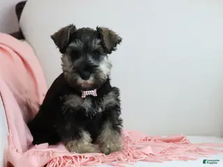 Miniature Schnauzer dogs for sale: Raven | Miniature Schnauzer - Ad 1