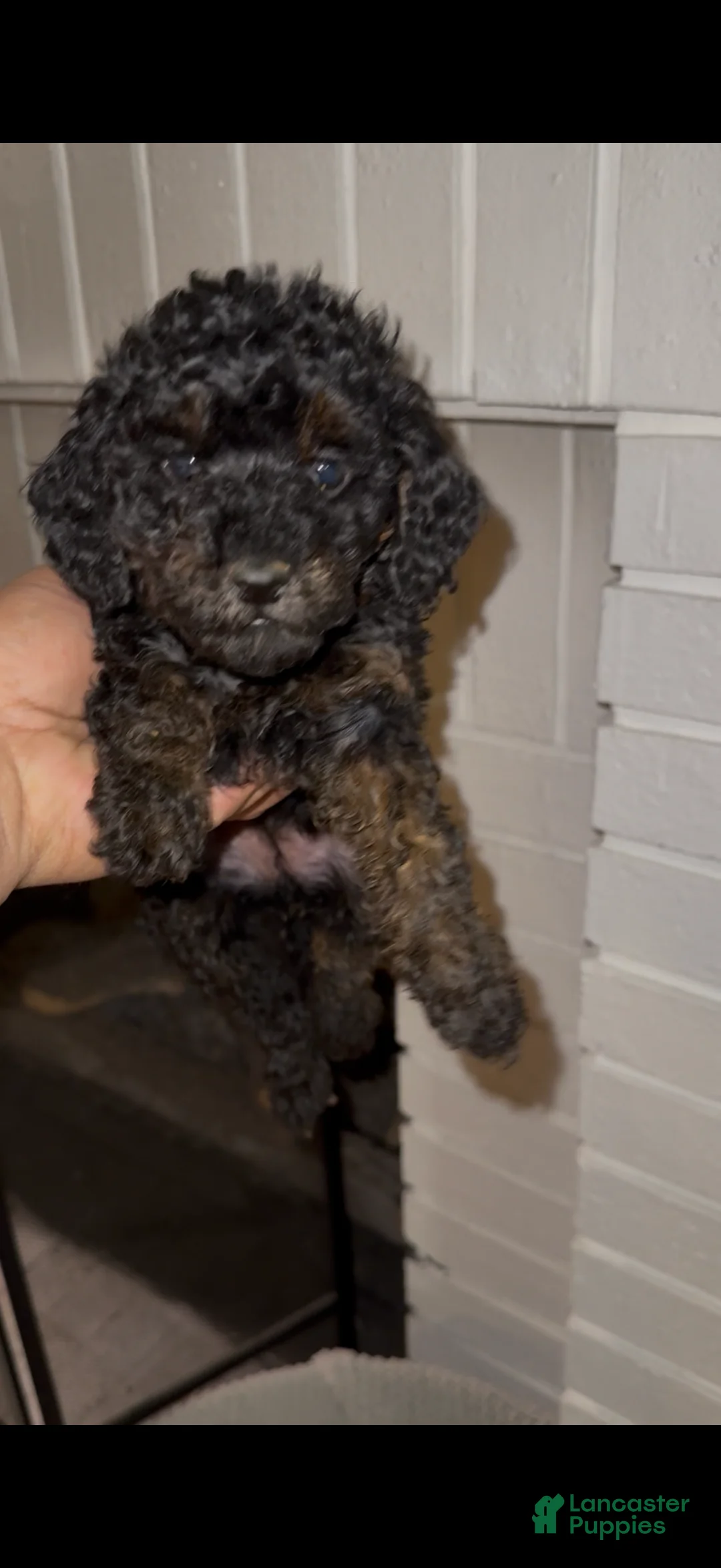 Toy Poodle dogs for sale: Toy Poodle Puppy 3 - Ad 1