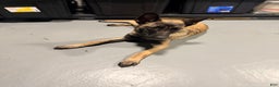 Belgian Malinois dogs for sale: Luna - Ad 6