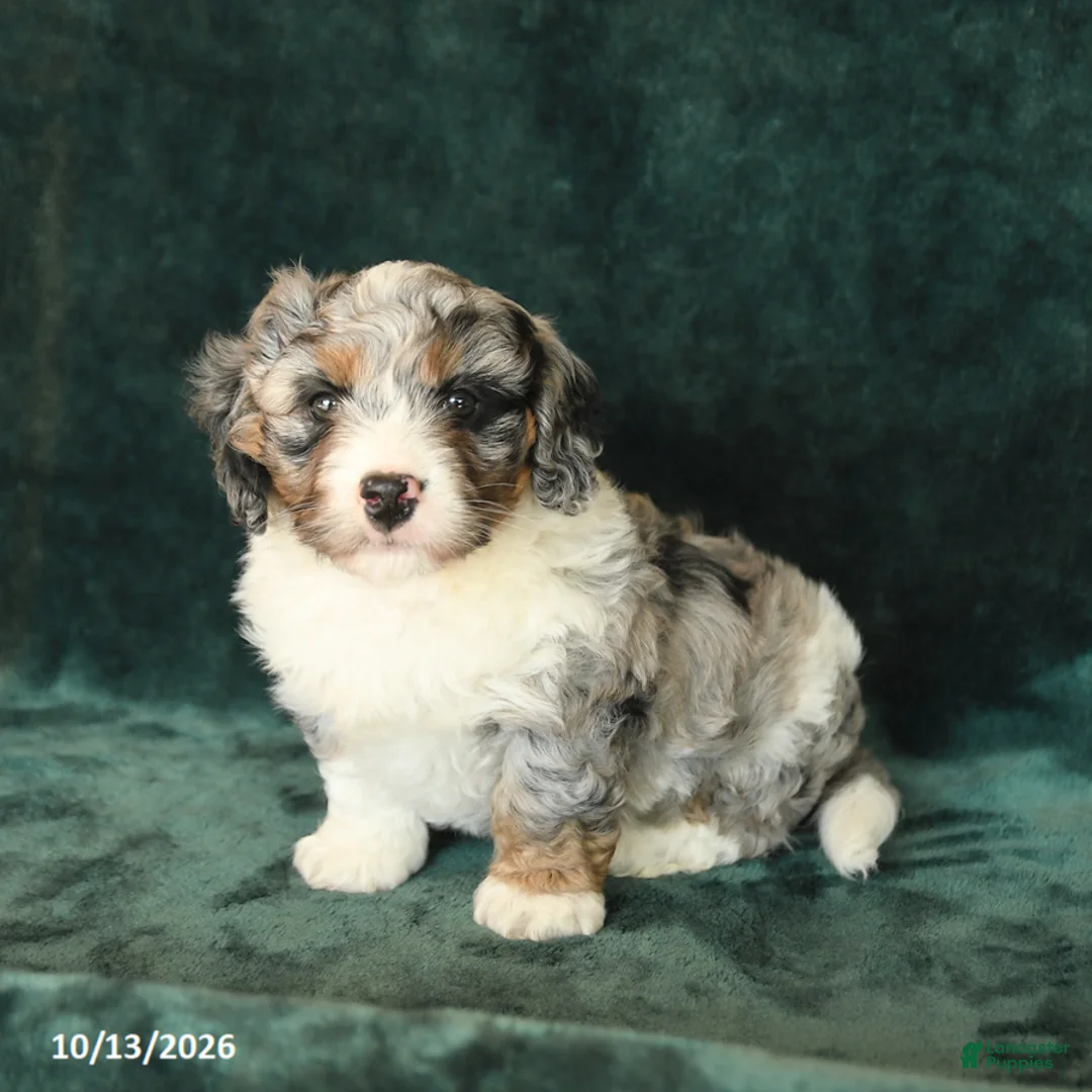 Mini Bernedoodle dogs for sale: Zander - Ad 1