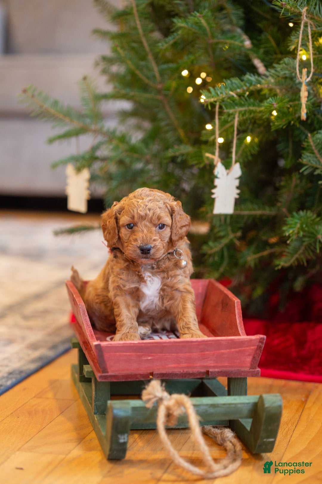 Mini Goldendoodle dogs for sale: Mini Goldendoodle Puppy 5 - Ad 1